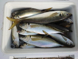 鴨居大室港 釣船 五郎丸 いち早釣果情報